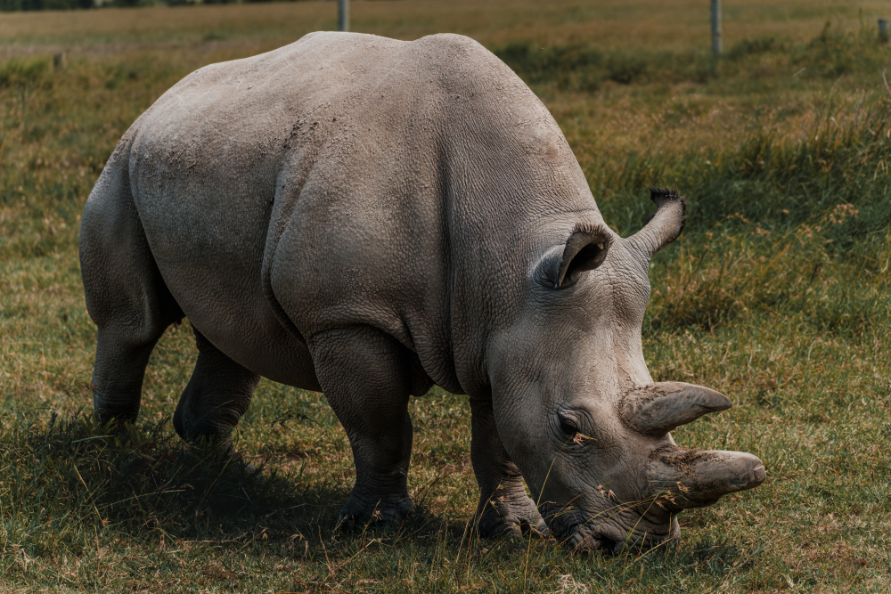 Scientists have been collecting oocytes from Fatu, one the last two northern white rhinos.